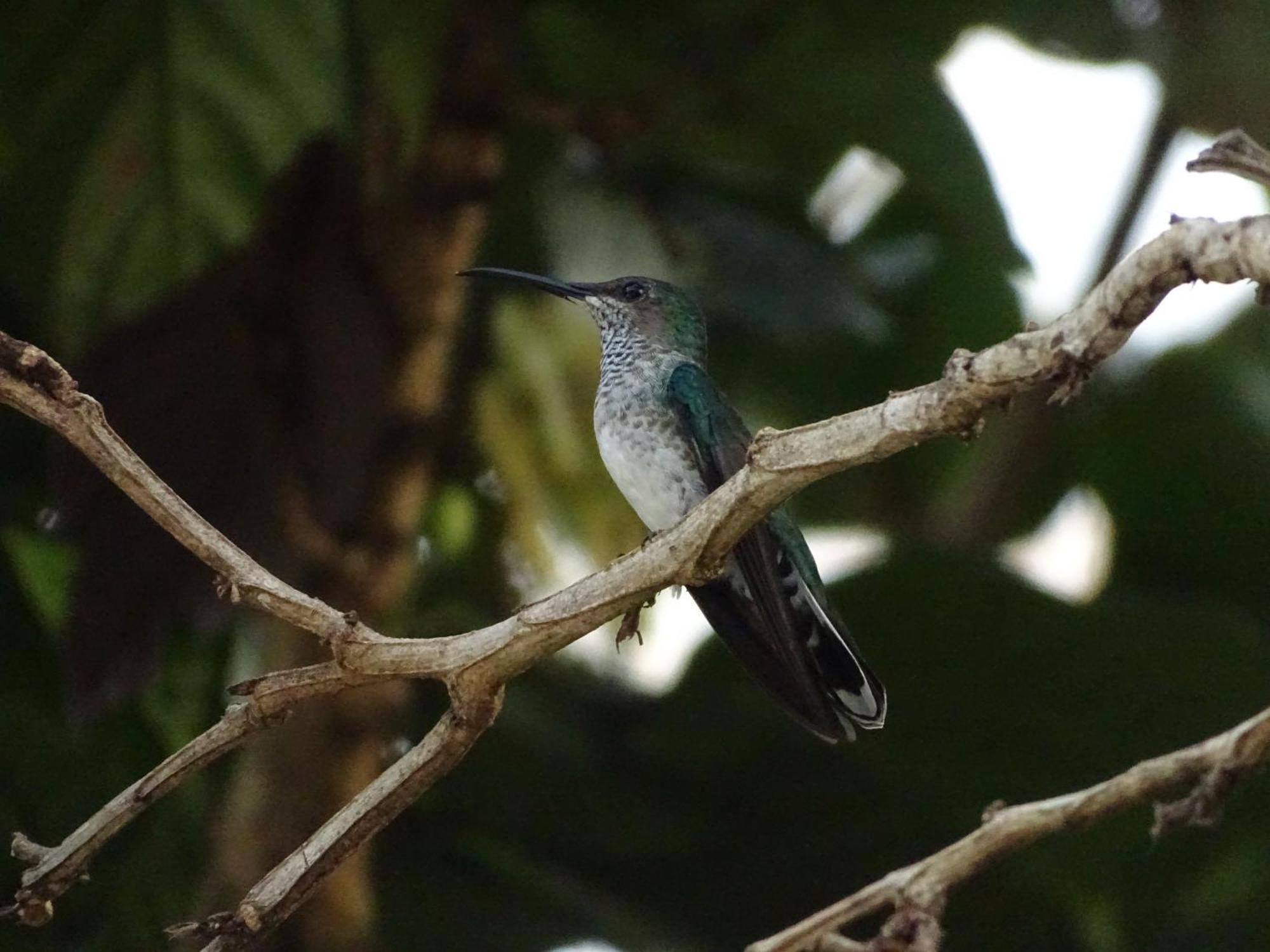 Eco Hotel Amanecer Tayrona El Zaino Dış mekan fotoğraf